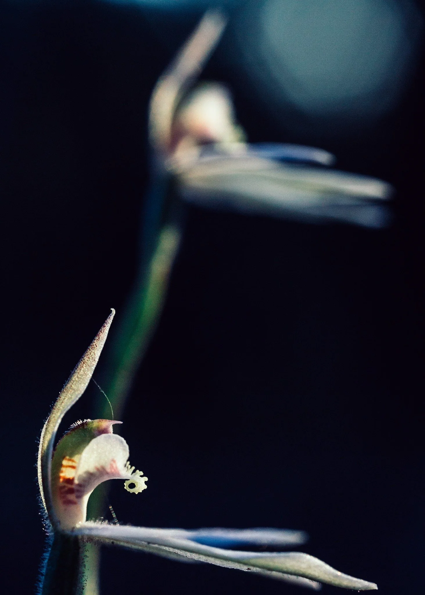 Close-up of a small flower with a dark background, showing parts of the delicate petals and reproductive structures.