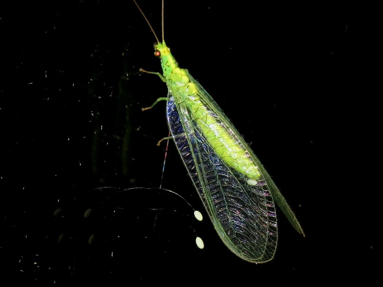 Apertochrysa edwardsi