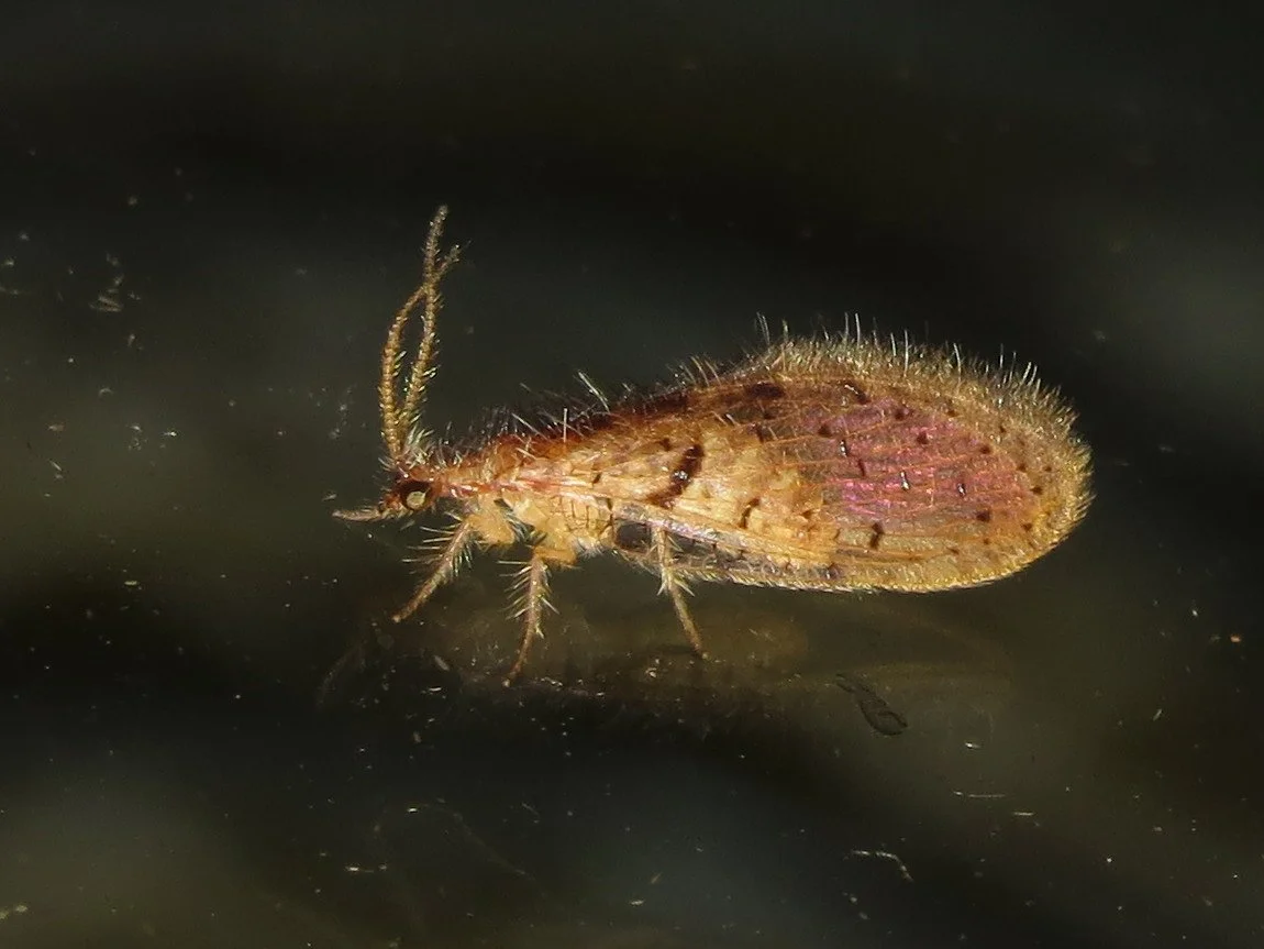Austroberothella sp.