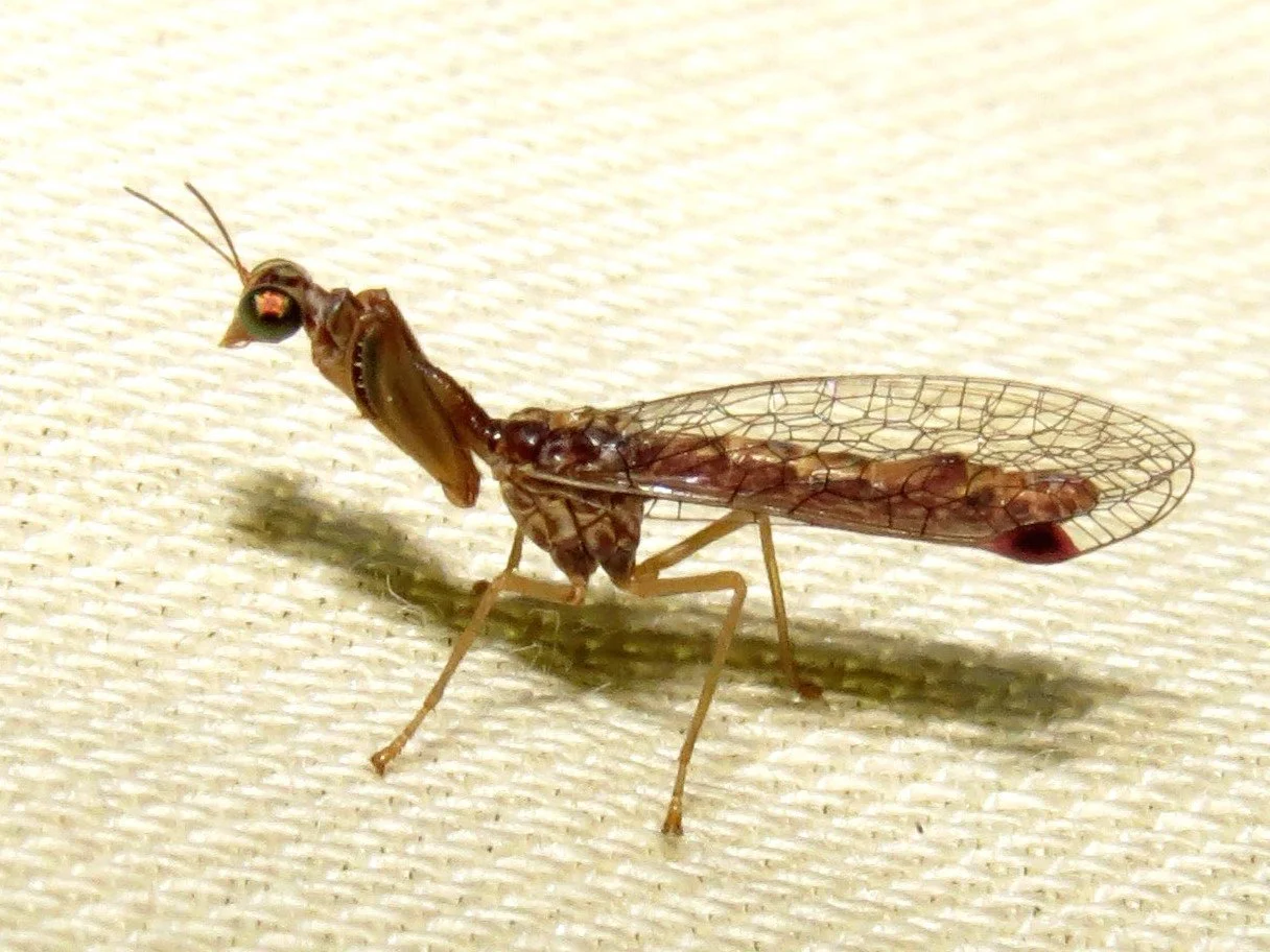 Austromantispa trevori