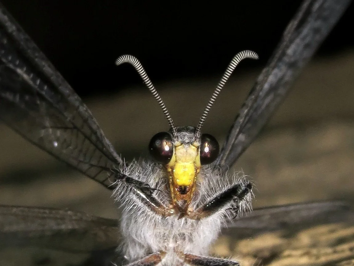 Megalomima berothoides