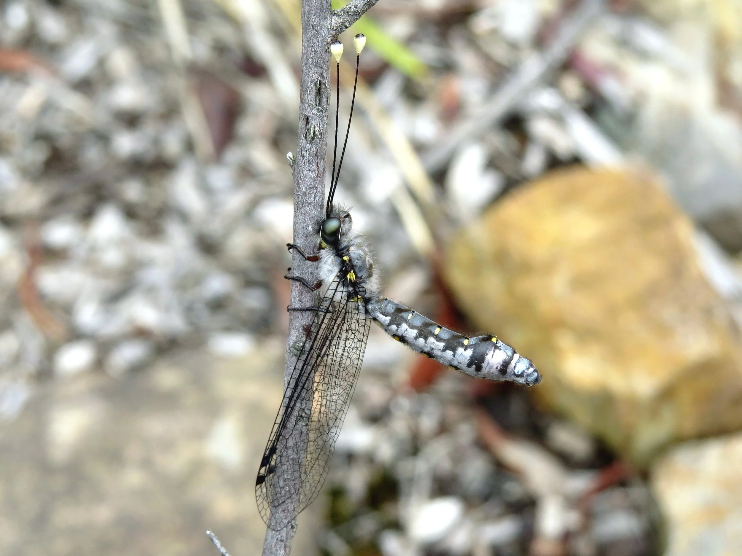 Suhpalacsa subtrahens