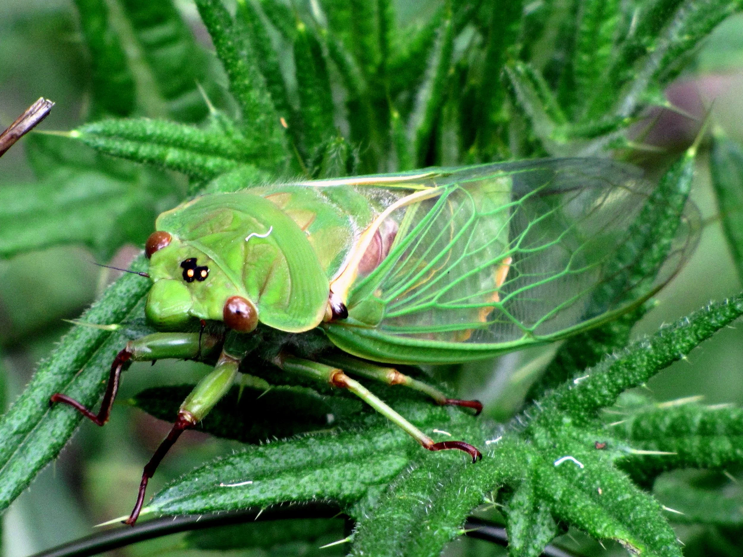 Cyclochila australasiae, Greengrocer