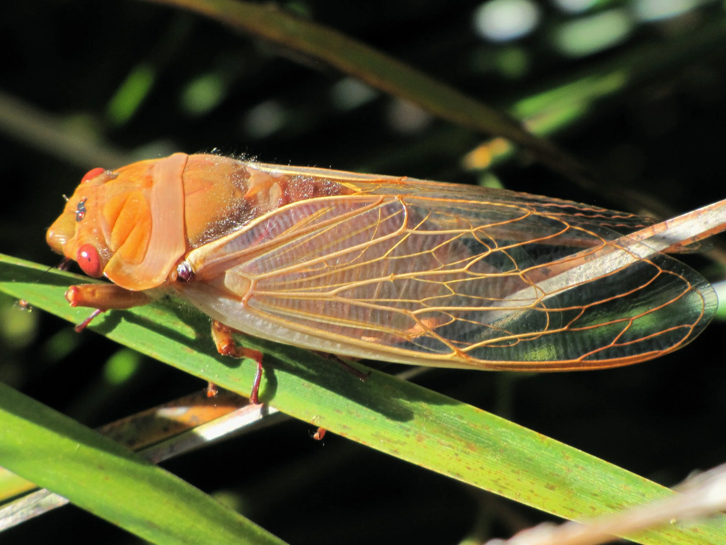 Cicadas