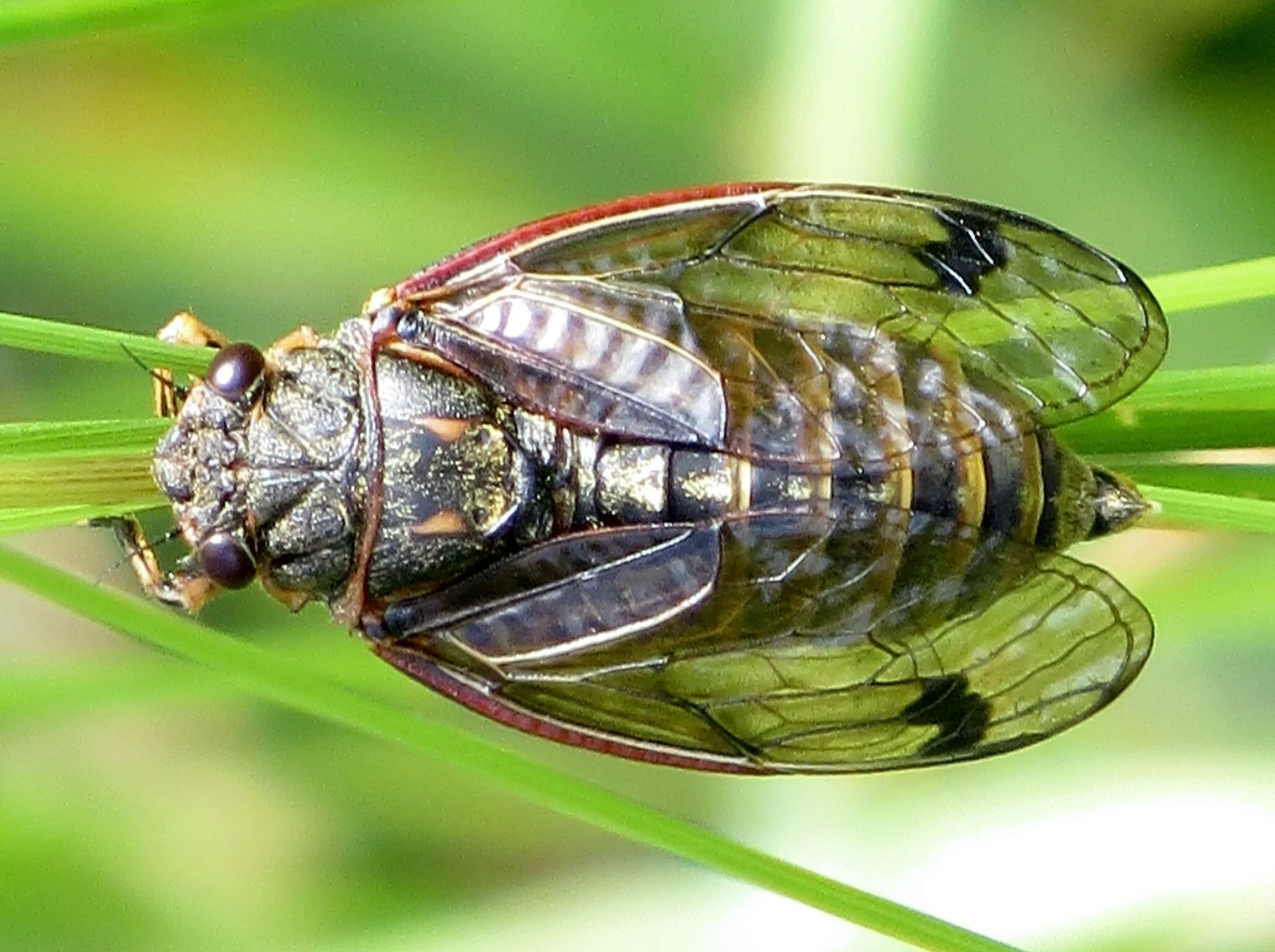 Diemeniana frenchi, Crop Duster