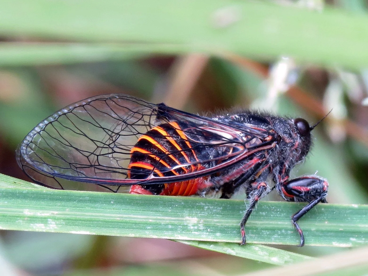 Pauropsalta mneme, Alarm Clock Squawker
