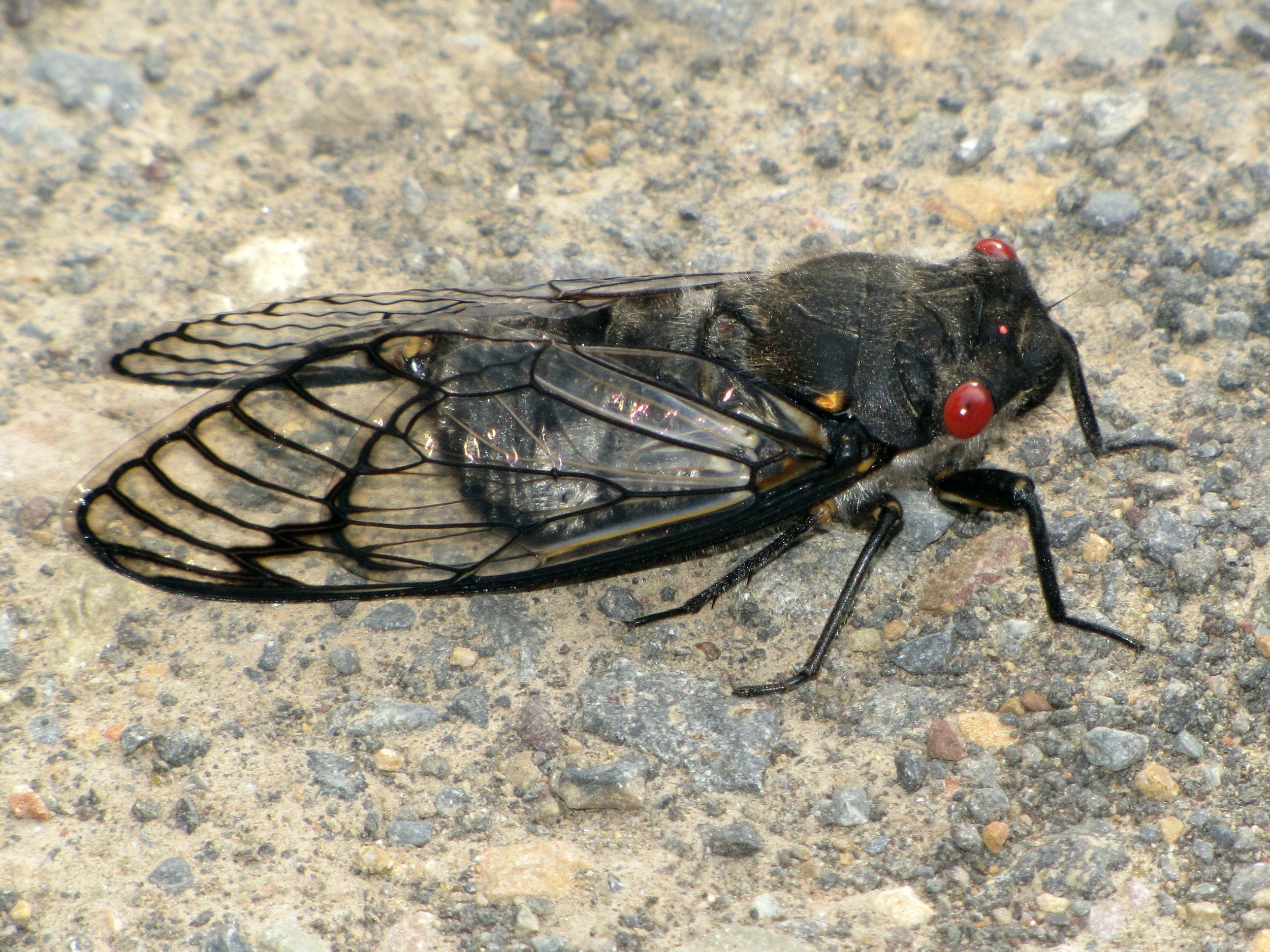 Psaltoda moerens, Redeye