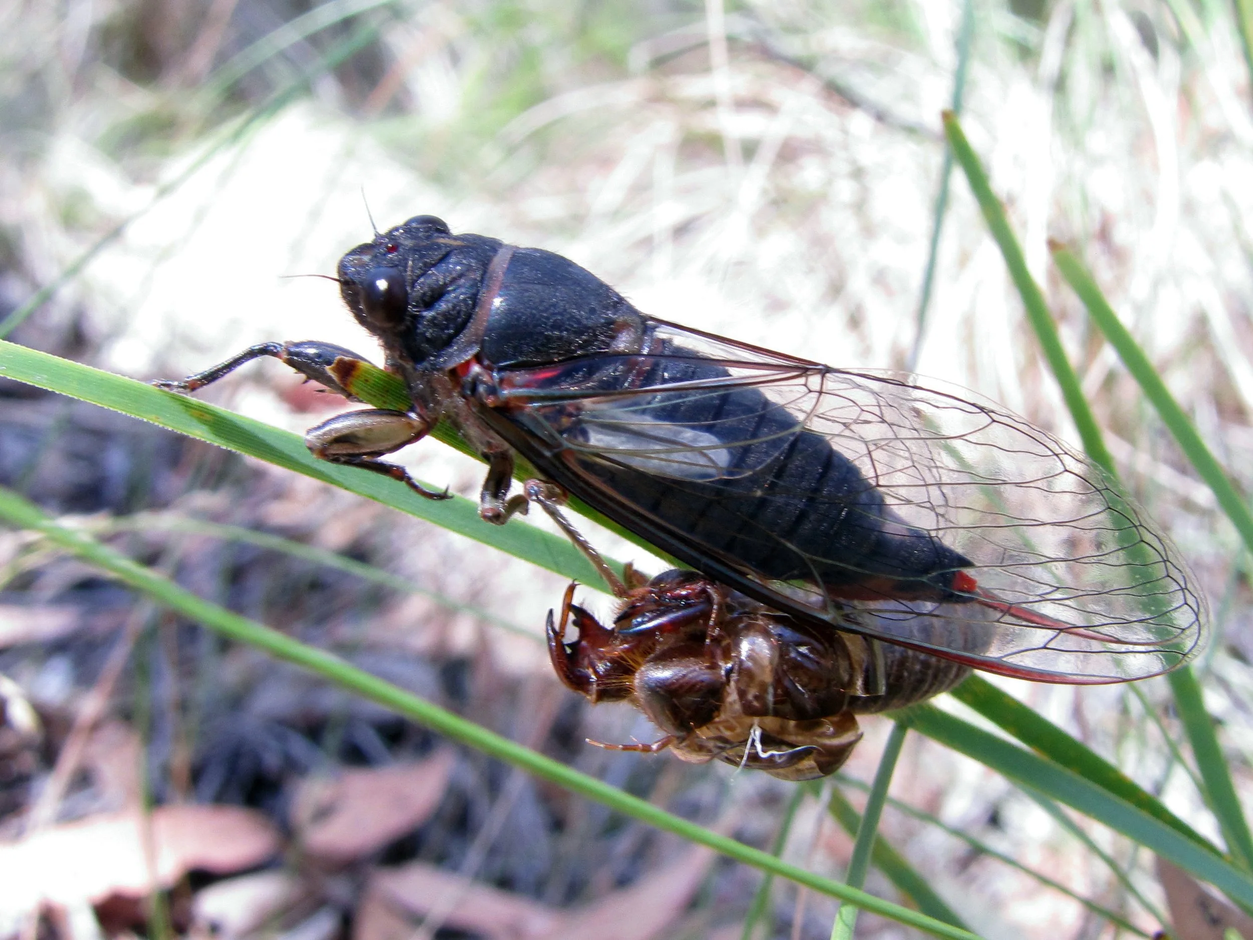 Yoyetta kershawi, Victorian Firetail