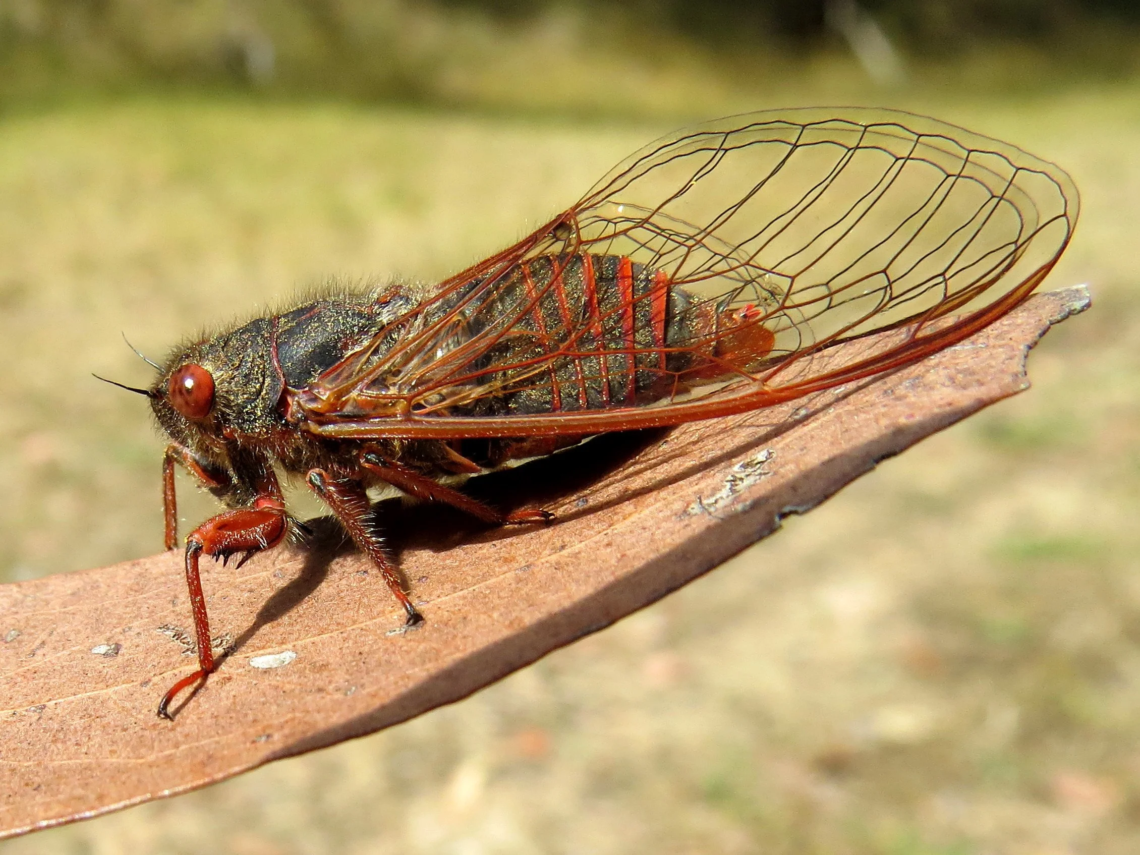 Popplepsalta rubristrigata, Red Scratcher