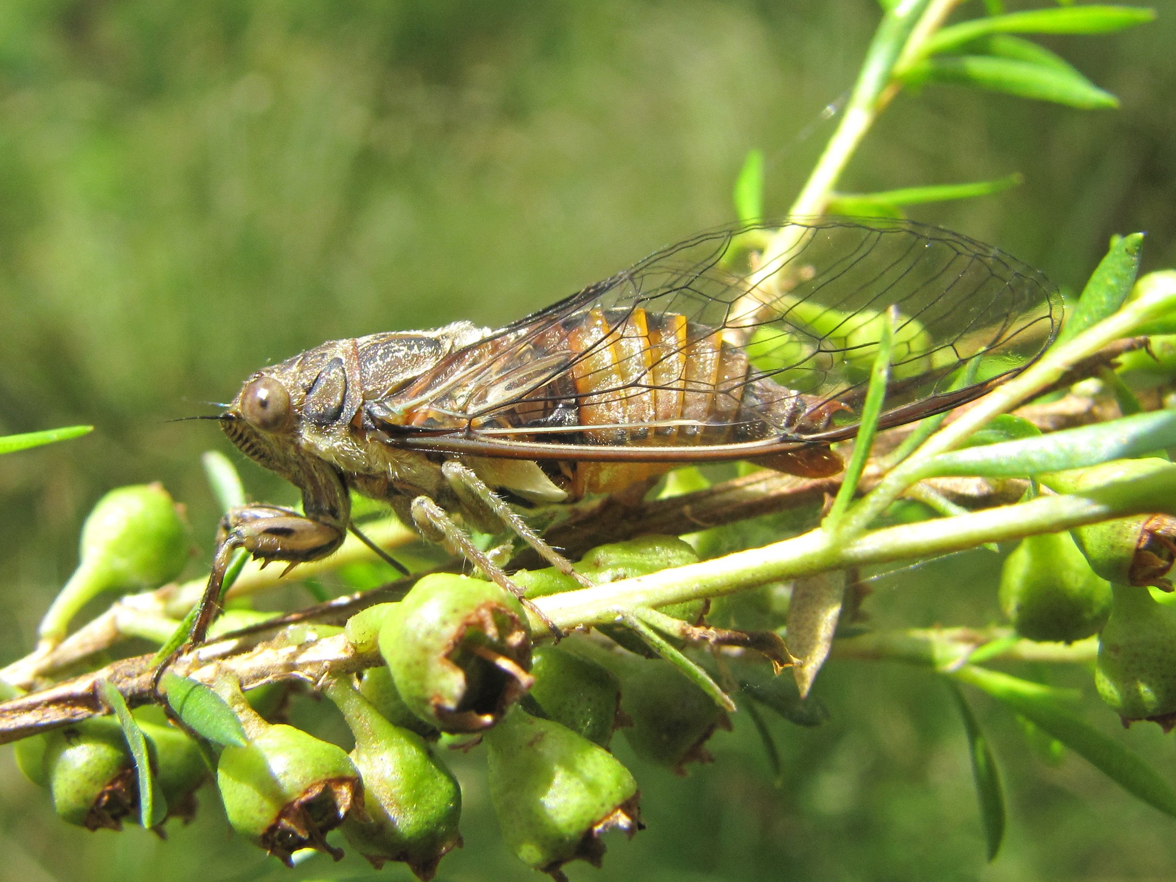 Yoyetta celis, Silver Princess