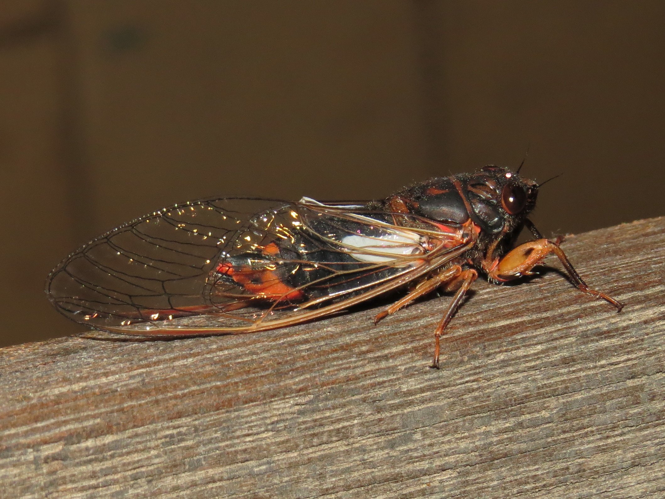 Yoyetta subalpina, Subalpine Firetail