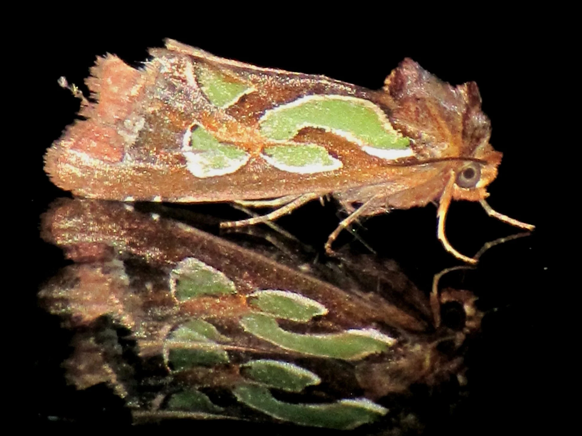 Prasinocyma semicrocea