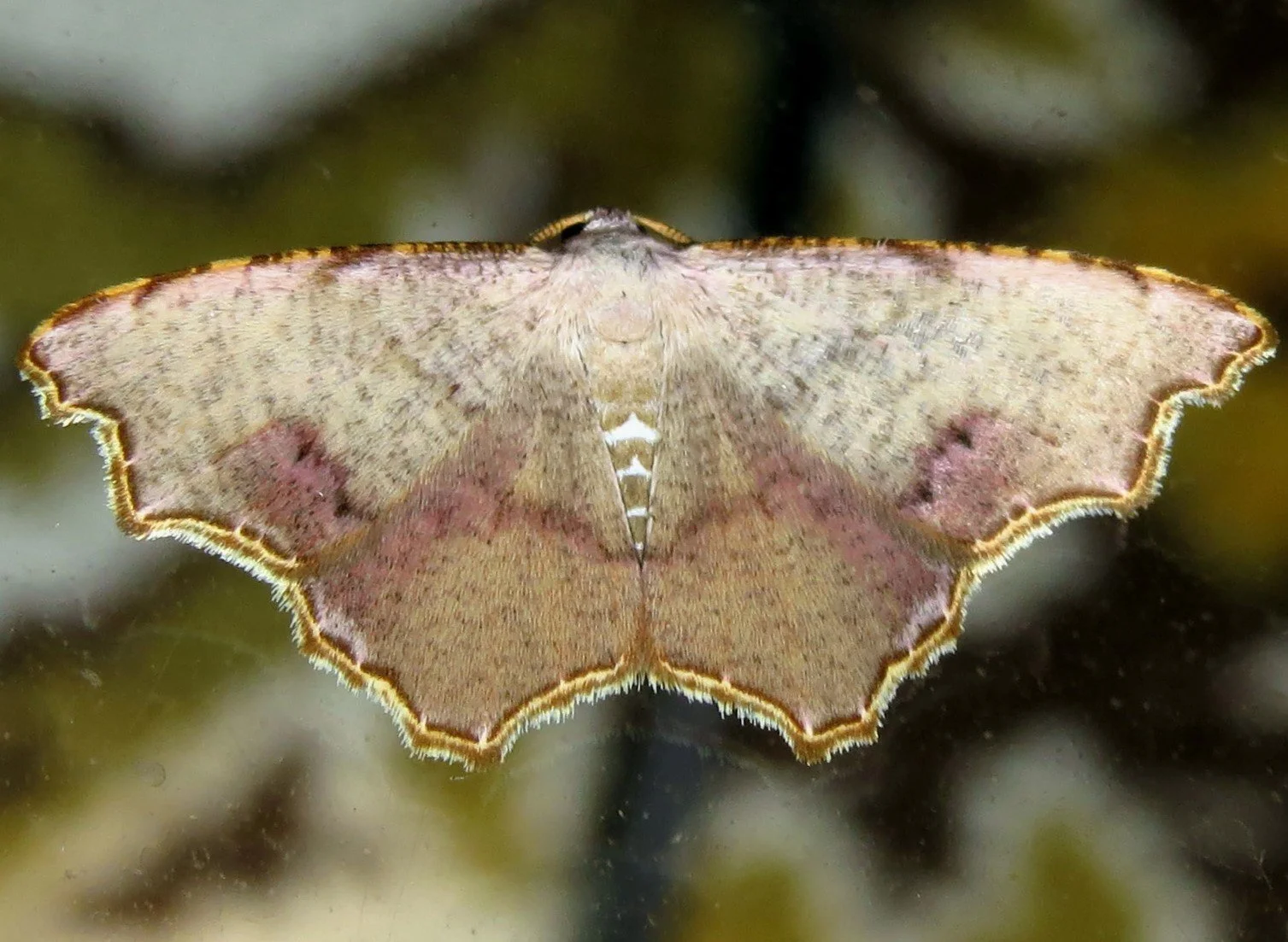 Epicompsa xanthocrossa