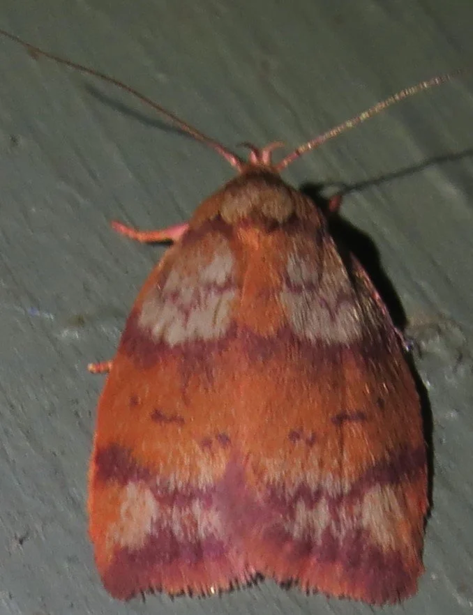 Euchaetis rufogrisea