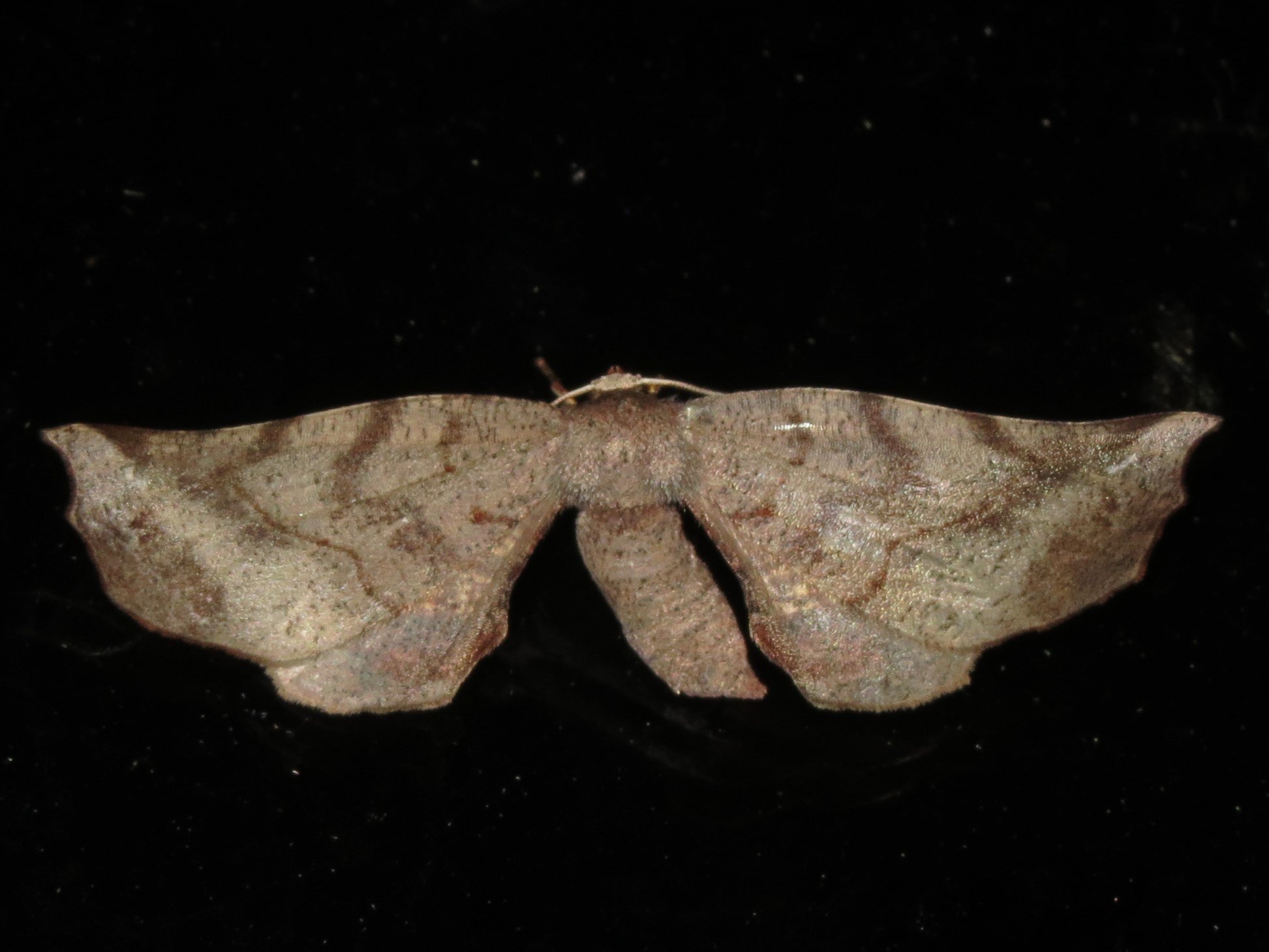 Parepisparis excusata