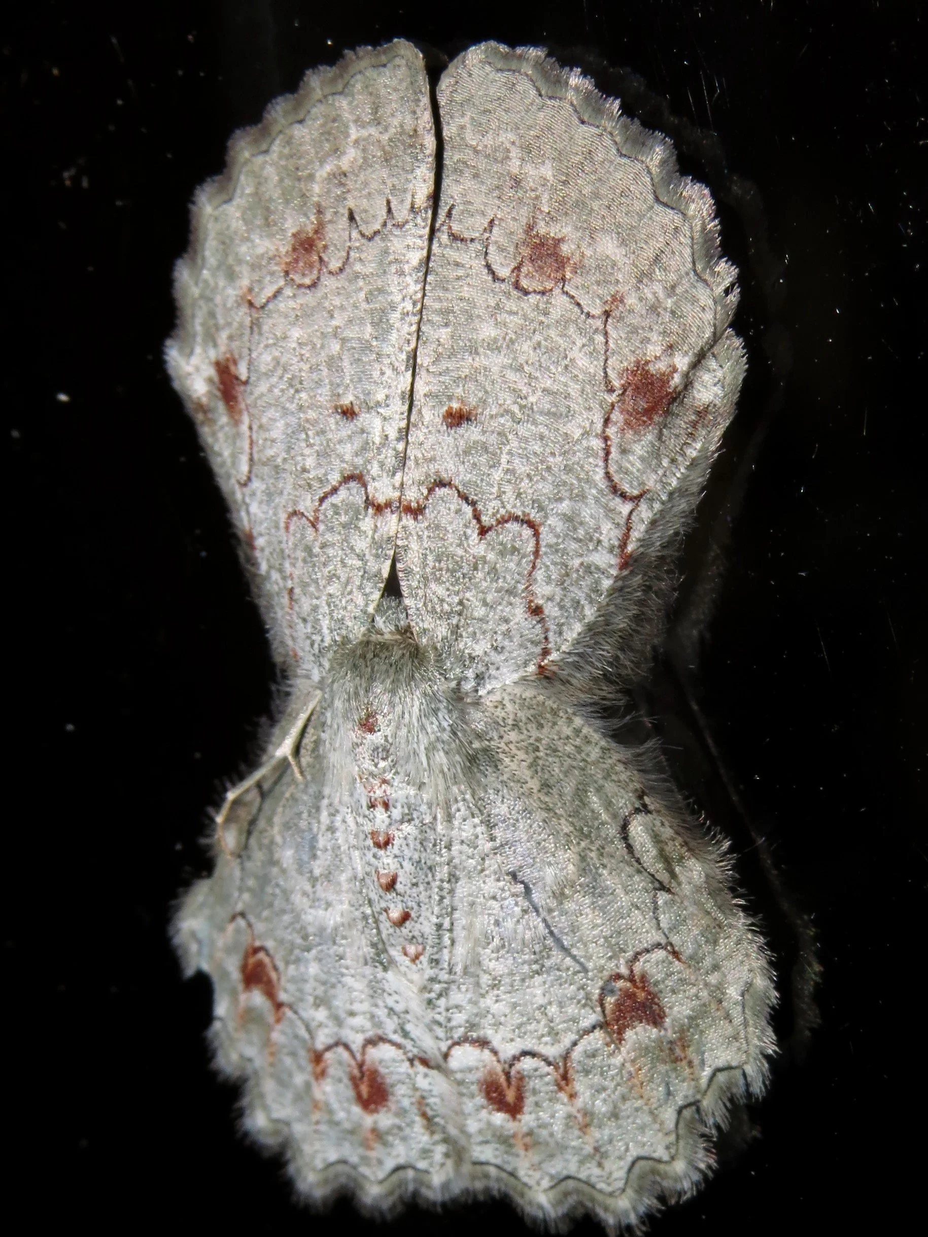 Pingasa cinerea