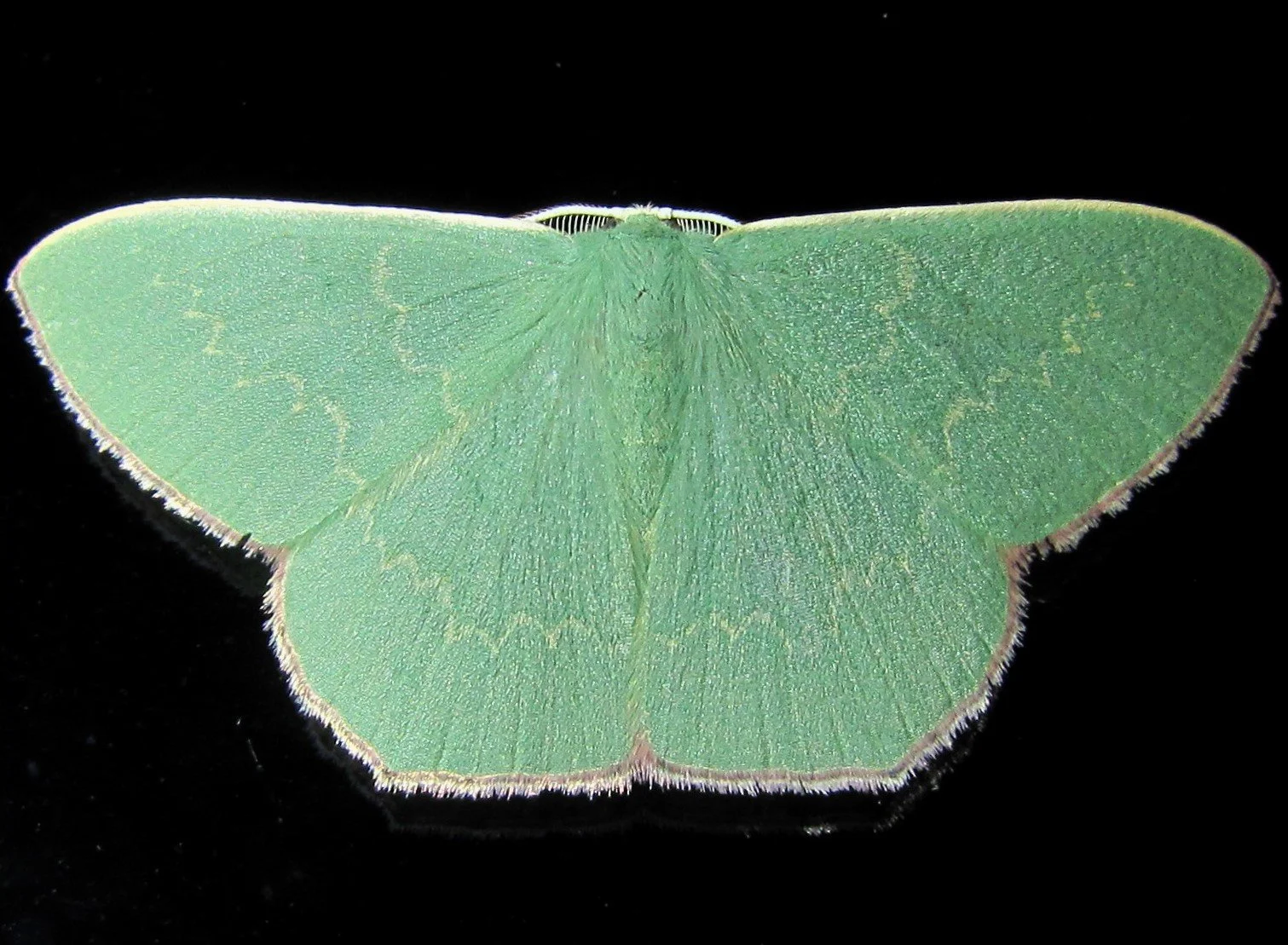 Prasinocyma semicrocea