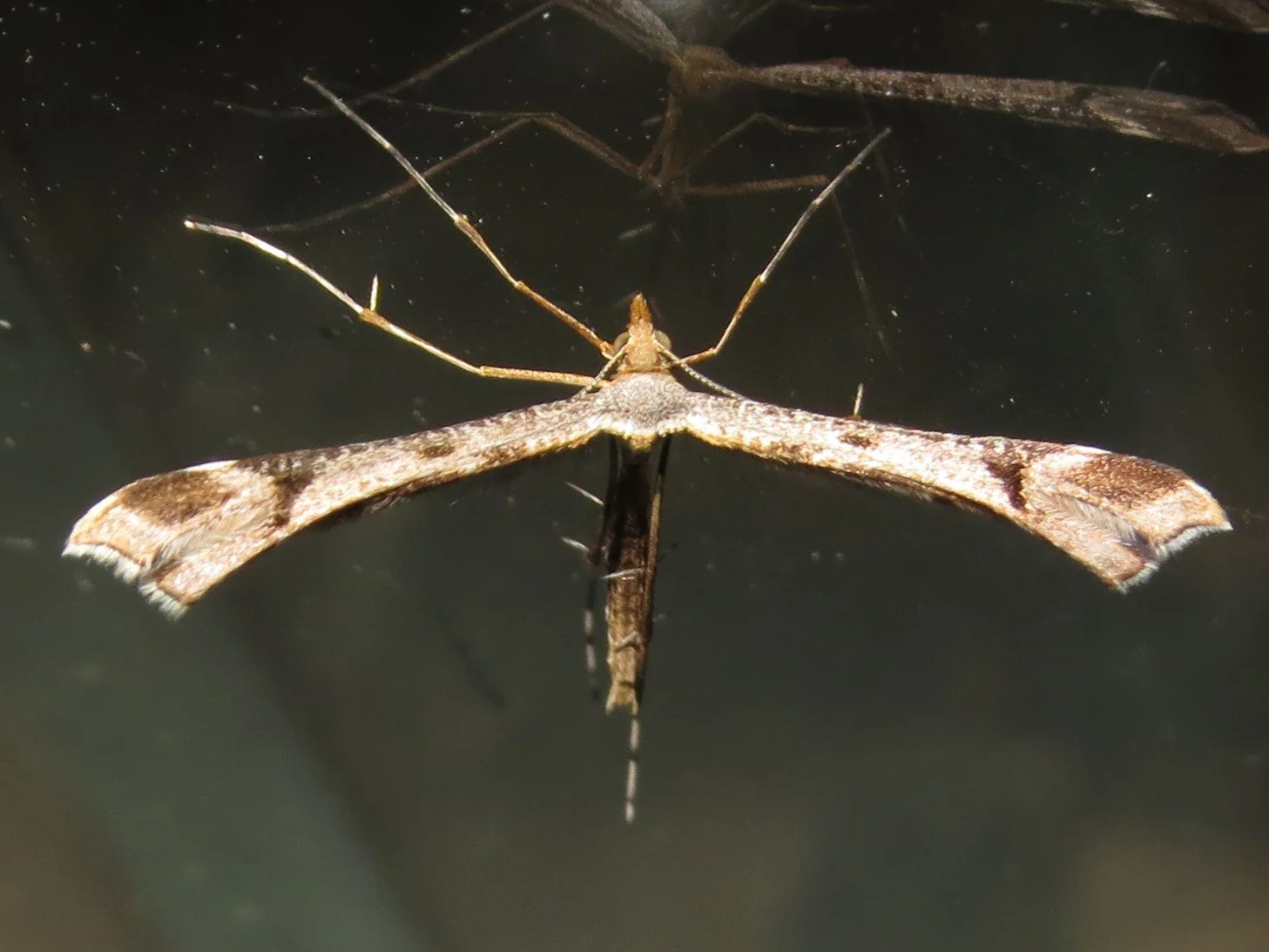 Sinpunctiptilia emissalis