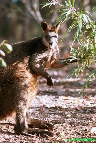 Swamp Wallaby