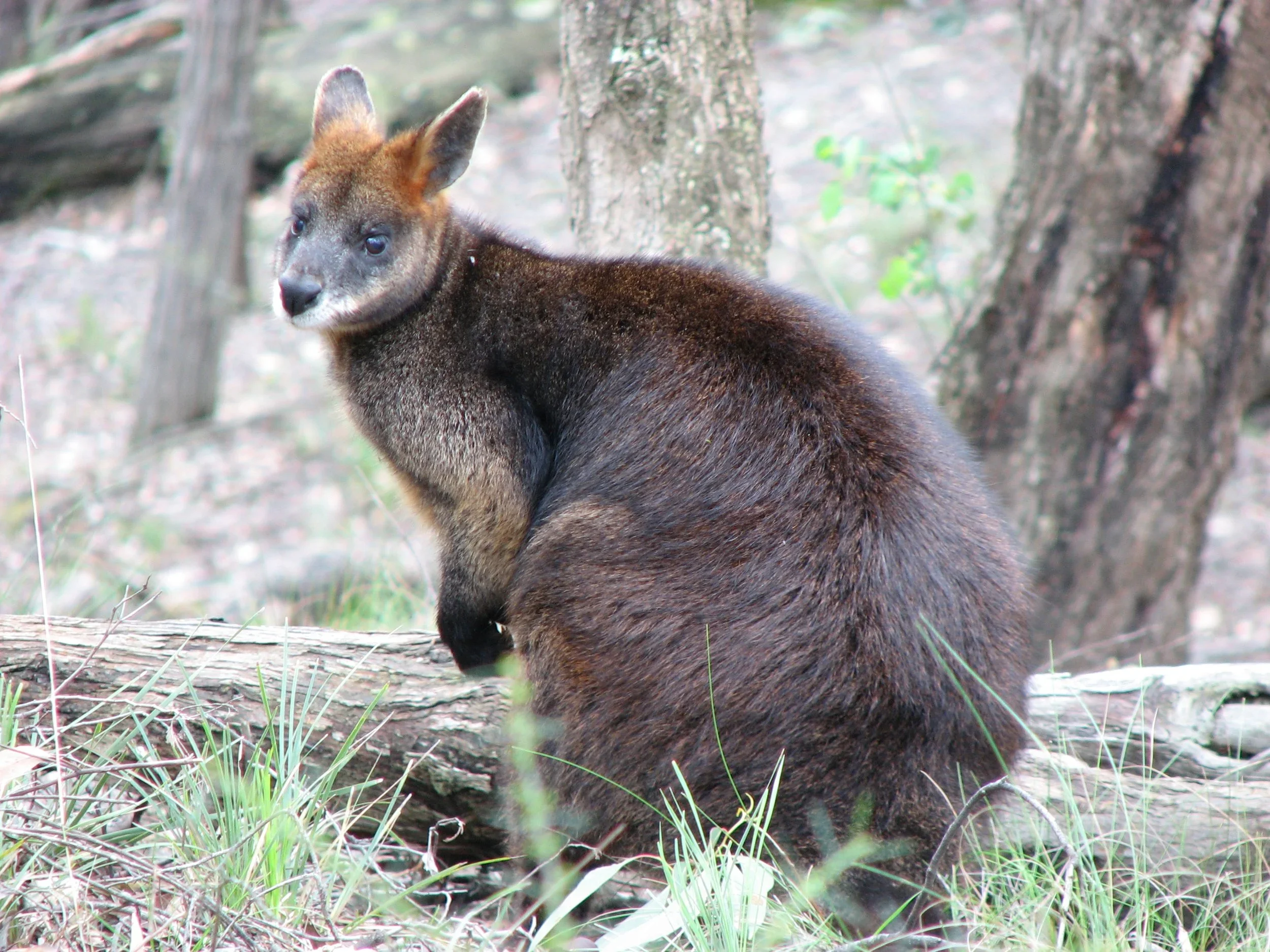 Swamp Wallaby