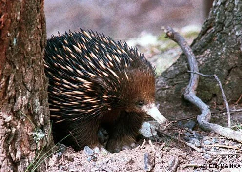 Echidna