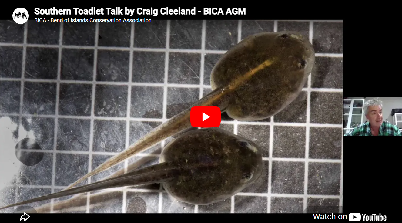 Southern Toadlets with Craig Cleeland