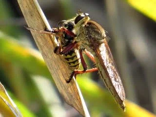 Wasp eradication in the Bend