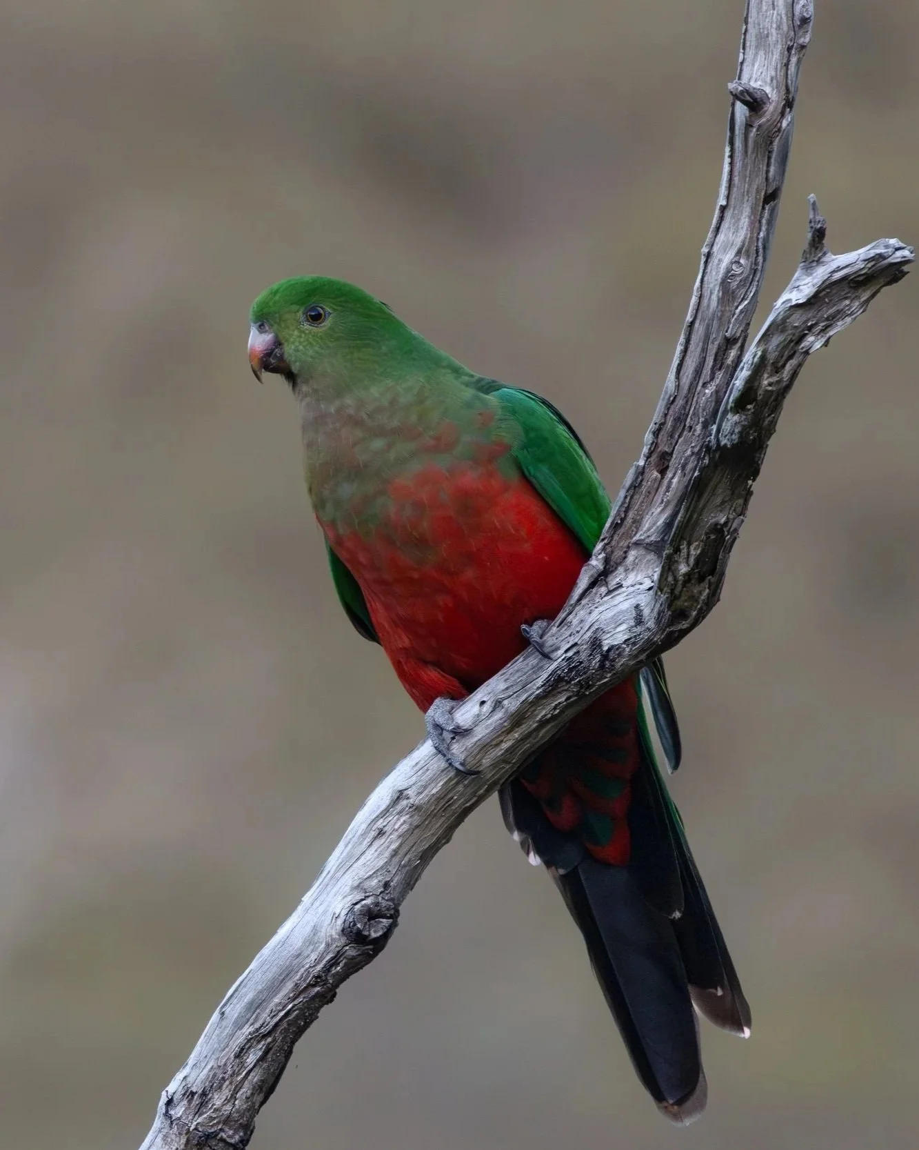 Australian+King-parrot-2.jpg