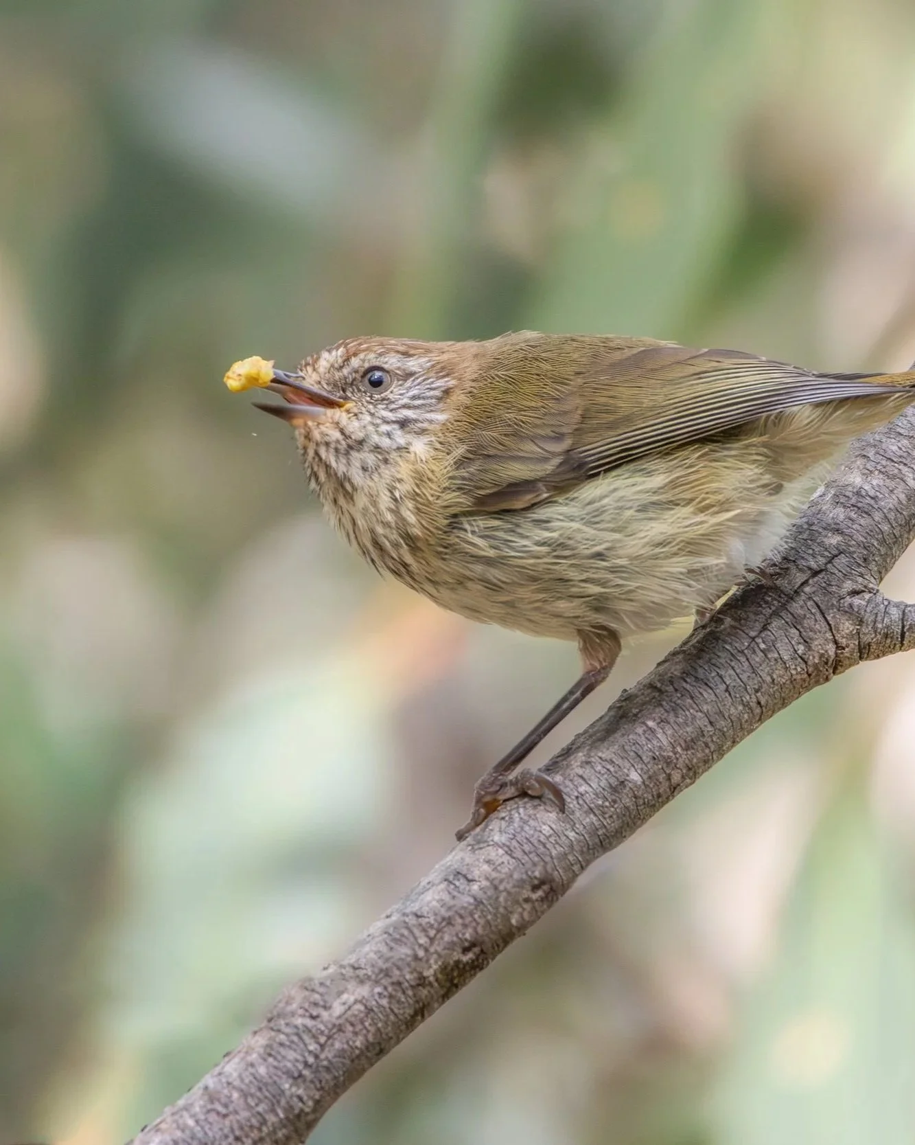 Striated+Thornbill.jpg