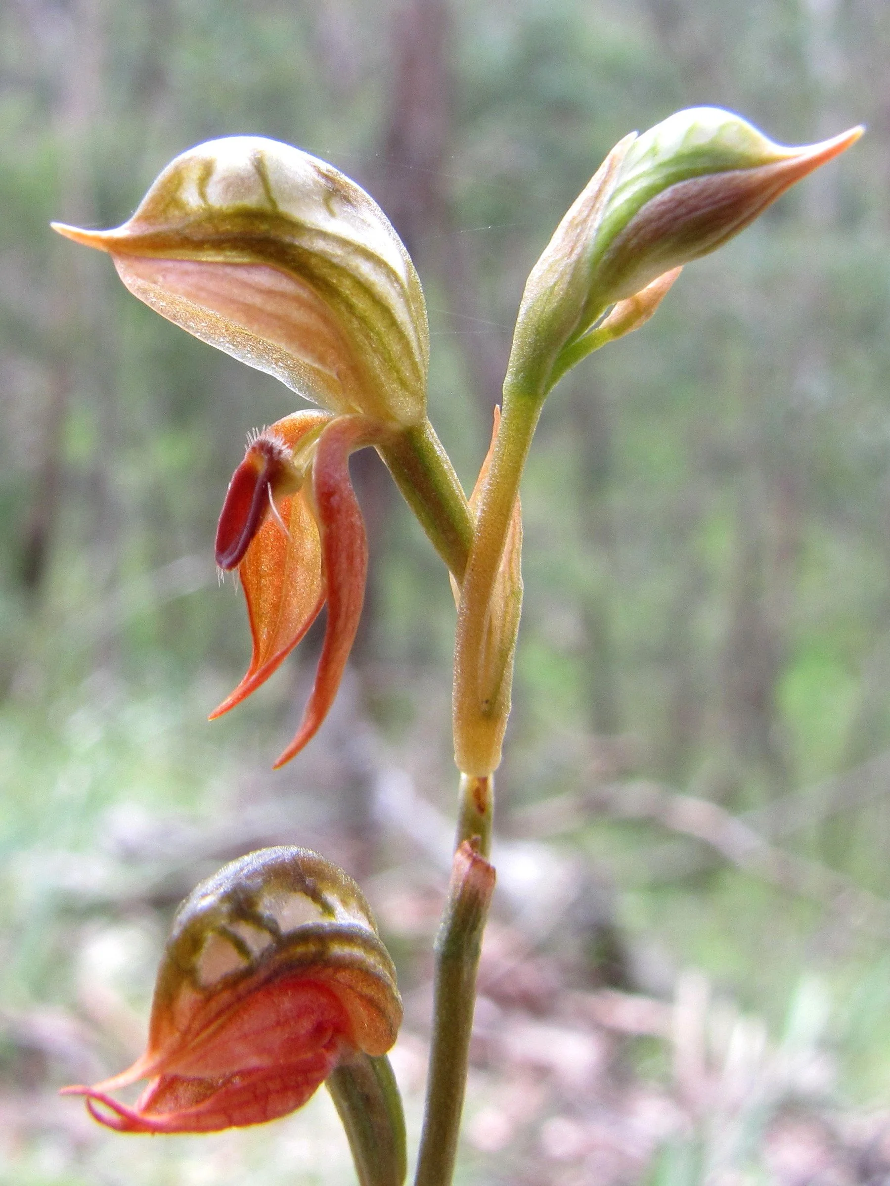 Ruddyhood Orchid