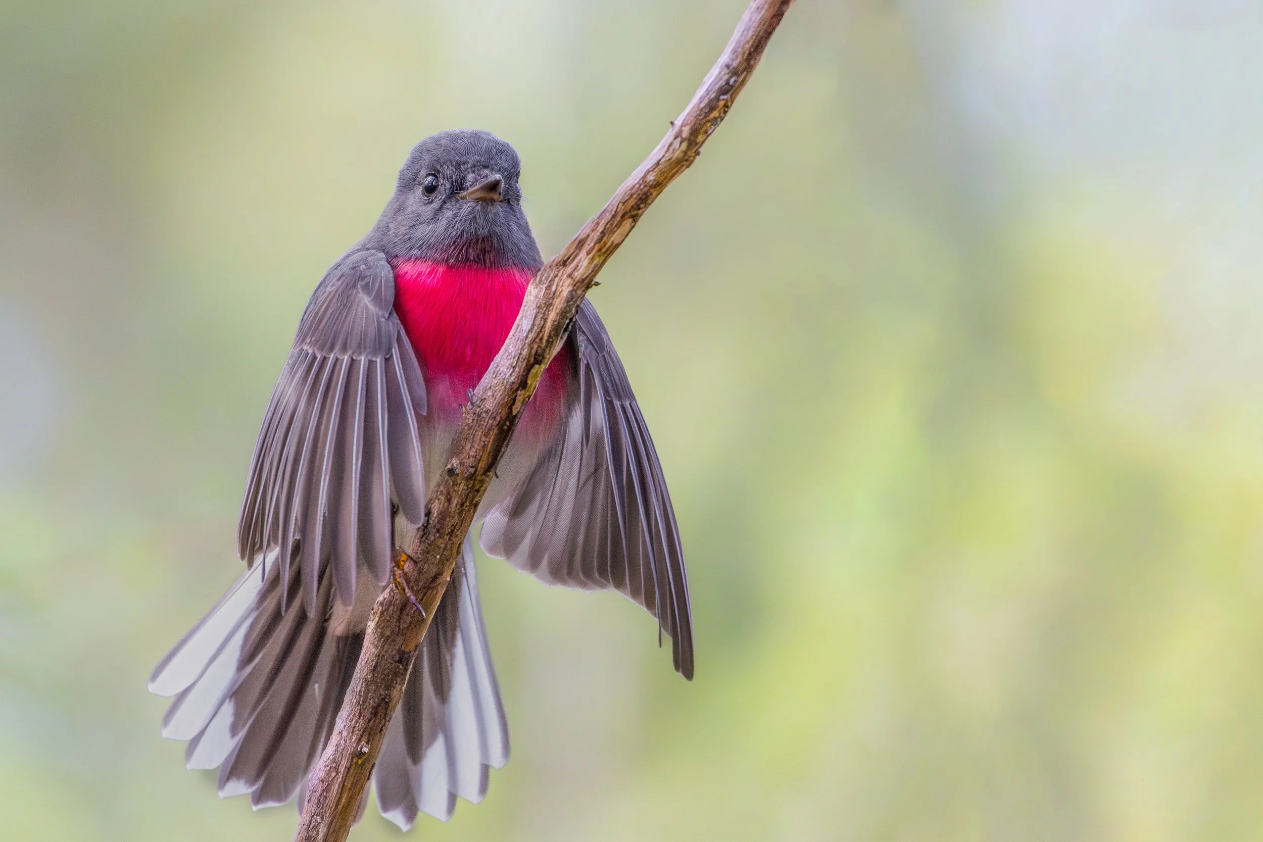 Rose Robin.jpg