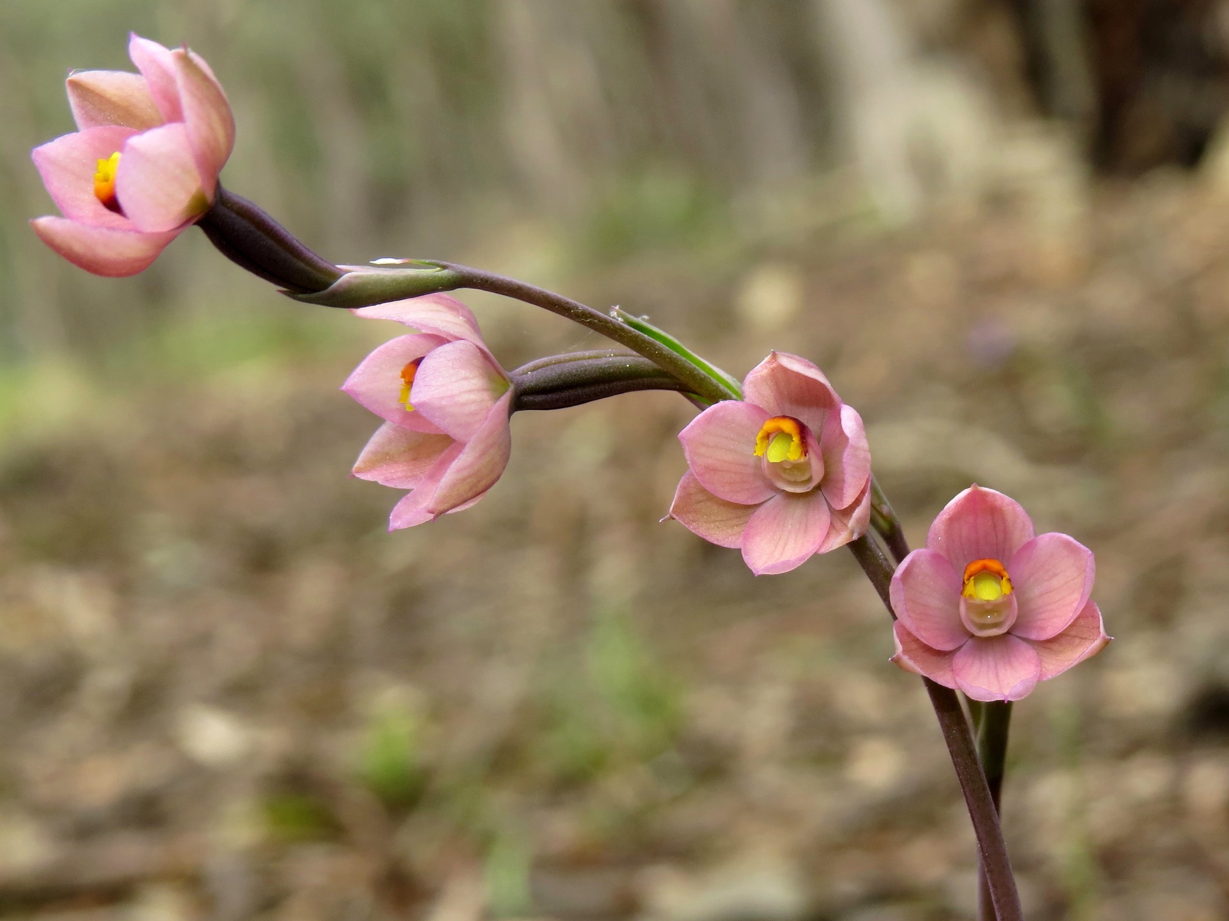 Salmon Sun Orchid