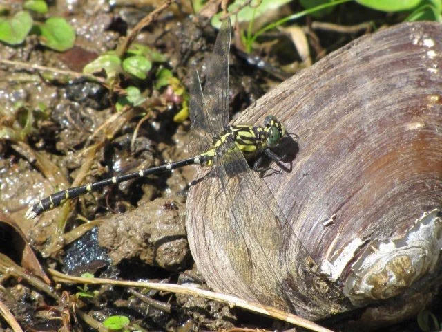 Southern Vicetail Hemigomphus gouldii
