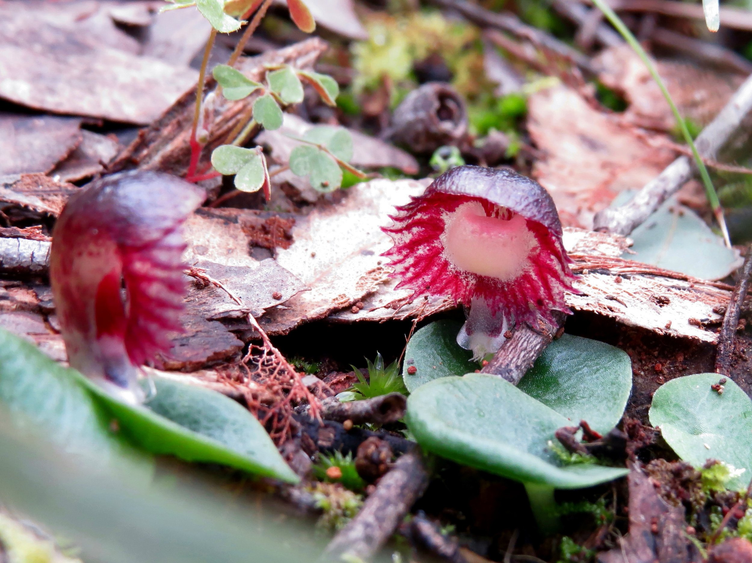 Helmet Orchid