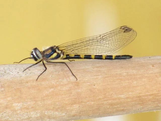 Common Shutwing Cordulephya pygmaea