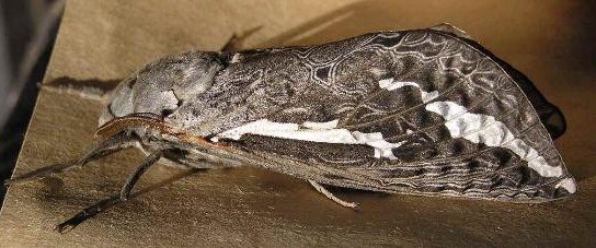 rain moth on flat surface