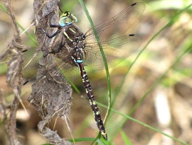 Blue-spotted Hawker Adversaeschna brevistyla