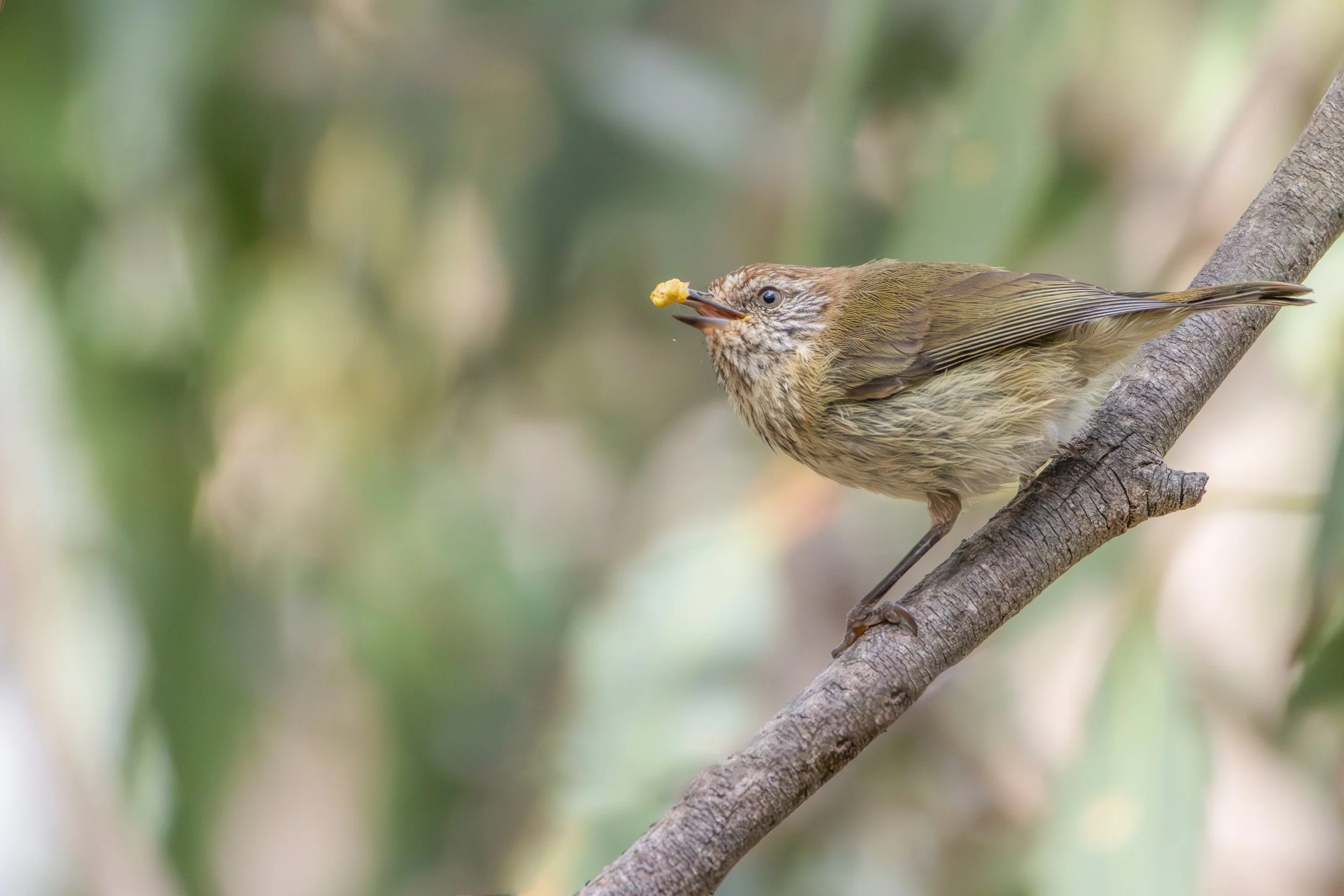 Striated Thornbill by Jarrah Pauli