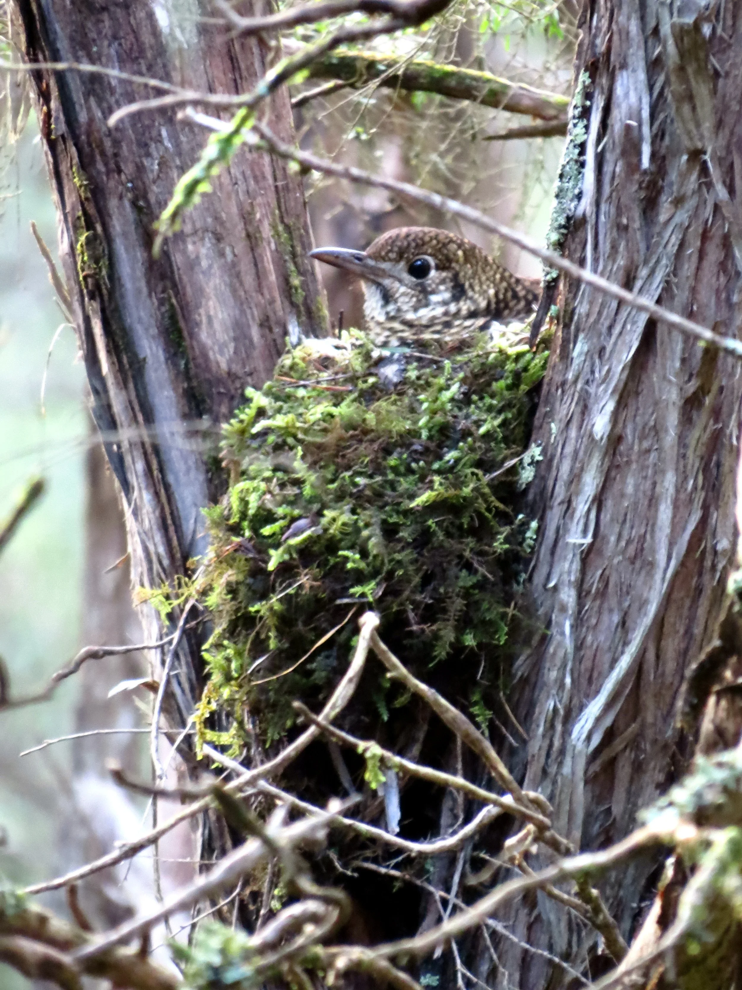 Bassian Thrush
