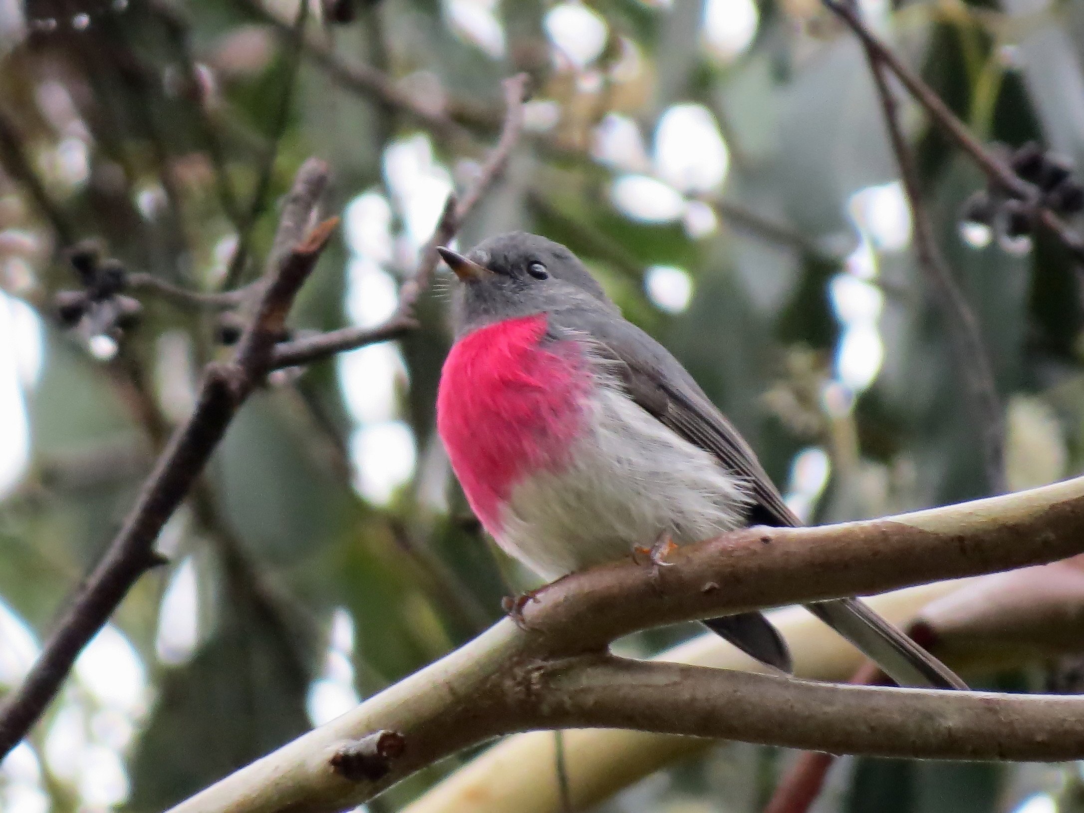 Rose Robin