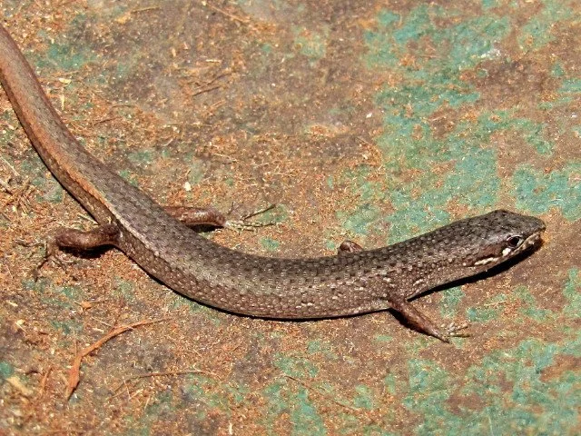 Weasel Skink Saproscincus mustelina