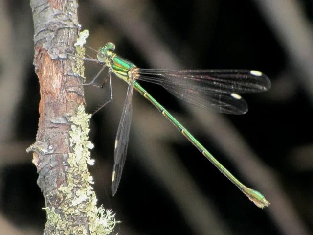 Bronze Needle Synlestes weyersii