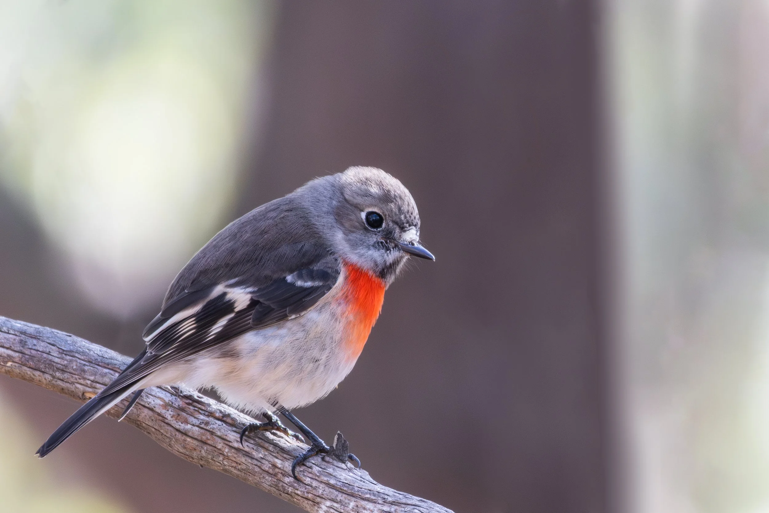 Scarlet Robin.jpg
