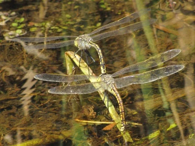 Australian Emperor Hemianax papuensis