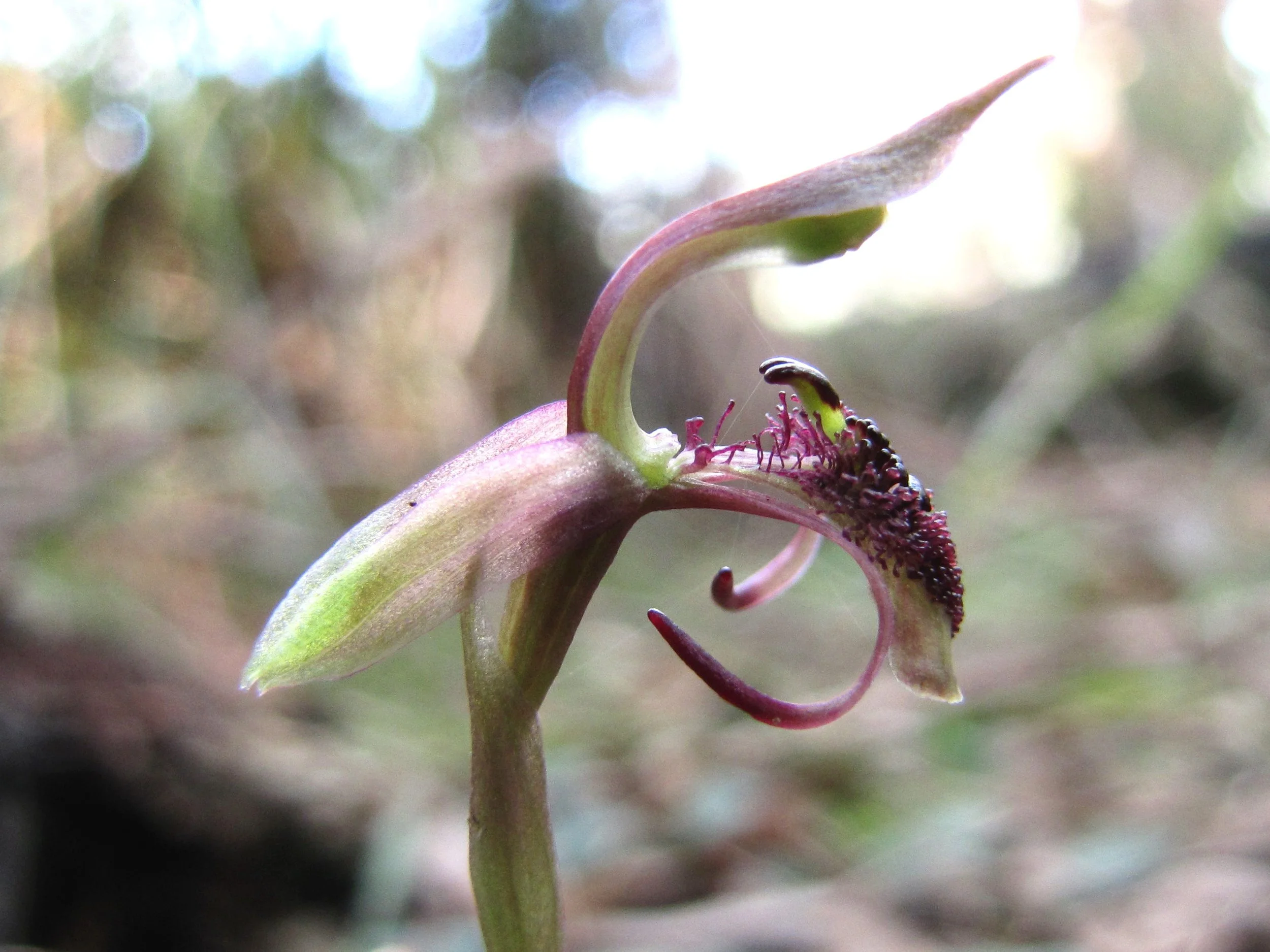 Bird Orchid