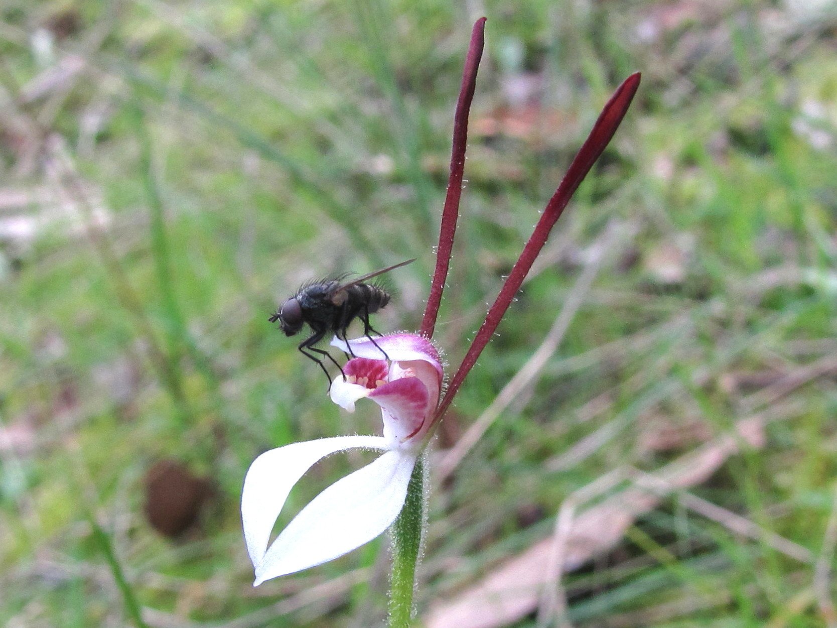 Hare Orchid
