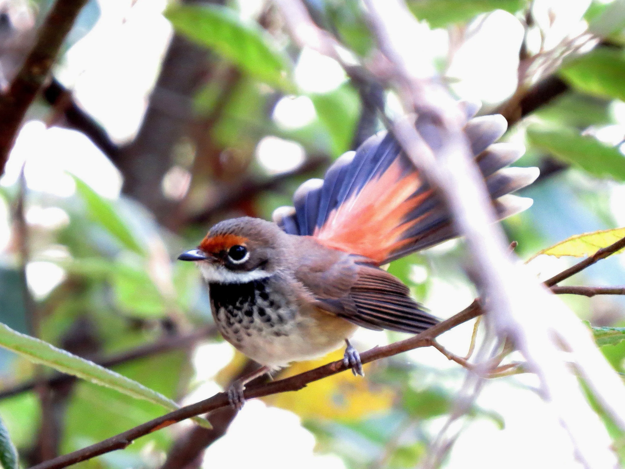 Rufous Fantail