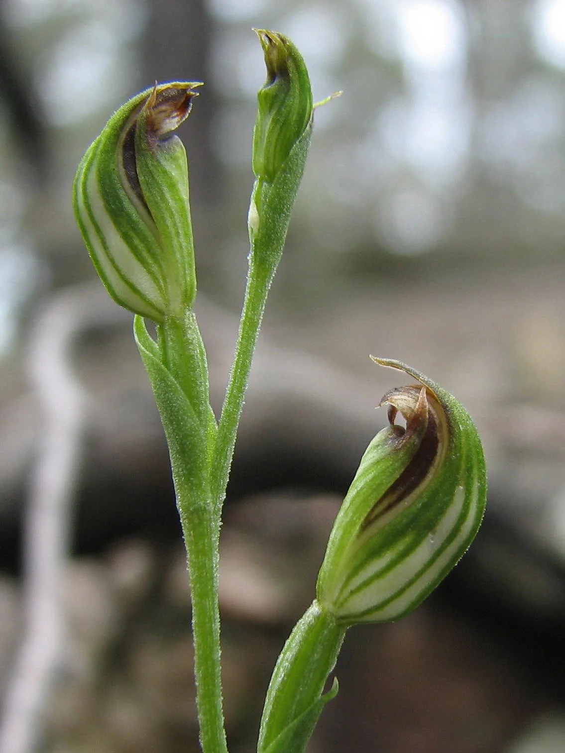 Red-Tip Greenhood Orchid