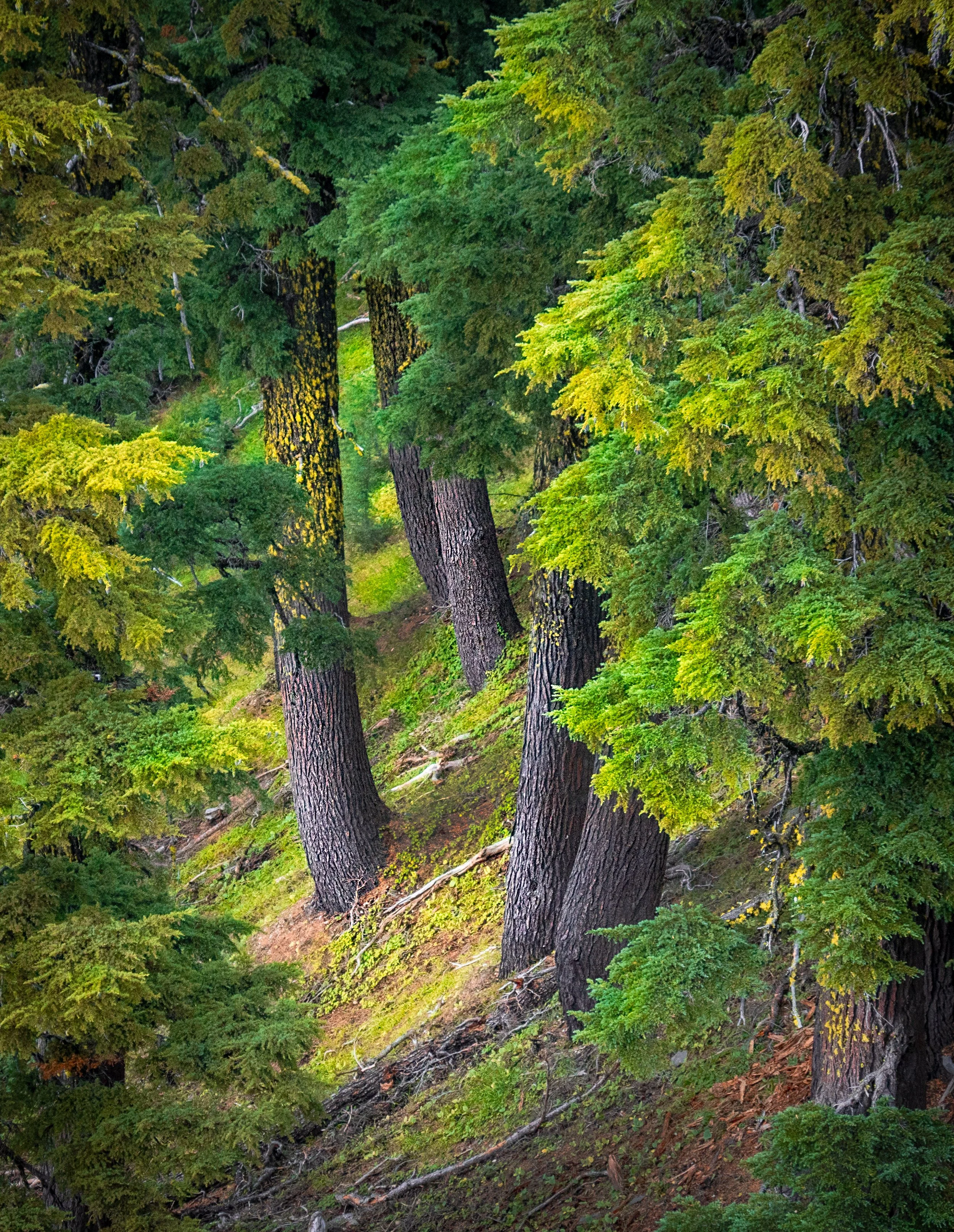 Into the Woods