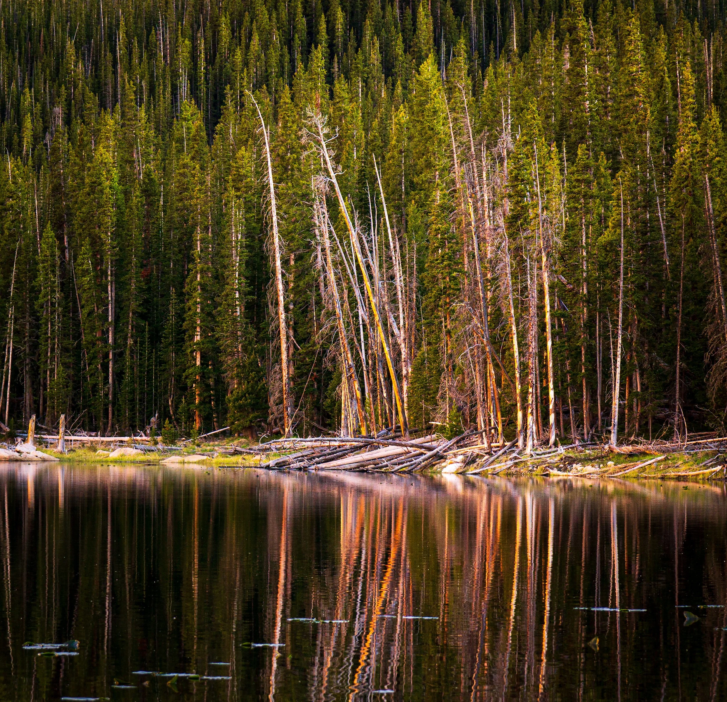 Forest Reflection